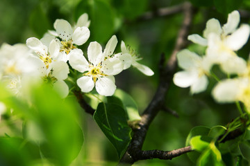blossom branch tree flower spring bouquet background