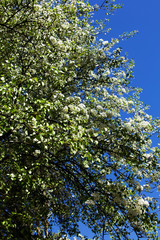 blossom branch tree flower spring  background blooming