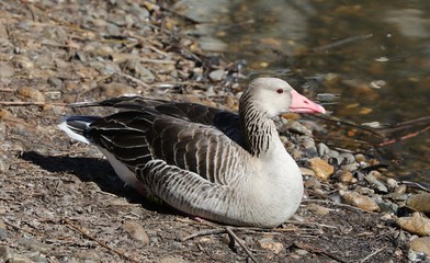 gray lag goose 