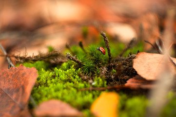 beetle in the forest