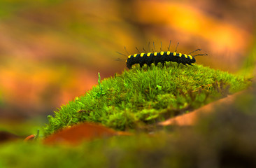striped caterpillar in the grass