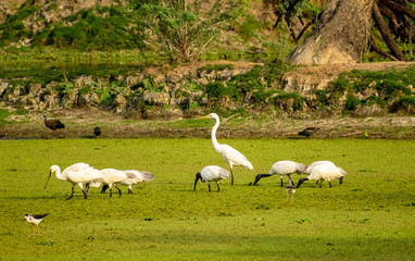 Flock of birds, Bharatpur Bird Sanctuary