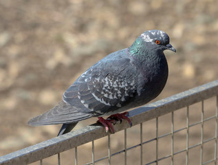 pigeon in the park