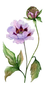 Beautiful Paeonia suffruticosa (Chinese peony) flower on a stem with green leaves. Pink and purple flower isolated on white background. Watercolor painting.