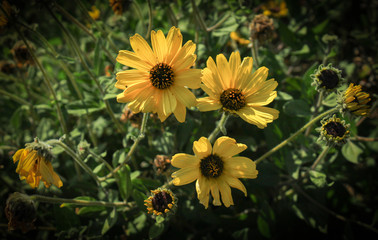 Black Eyed Susans Blossoming on the Palos Verdes Peninsula, Los Angeles County, California
