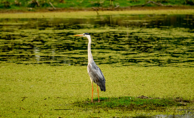 Grey heron, Bharatpur Bird Sanctuary