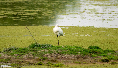 Great egret, Bharatpur Bird Sanctuary