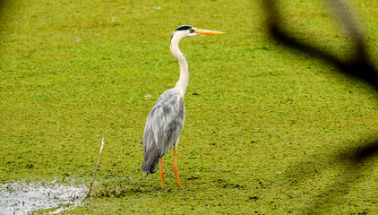 Grey heron, Bharatpur Bird Sanctuary