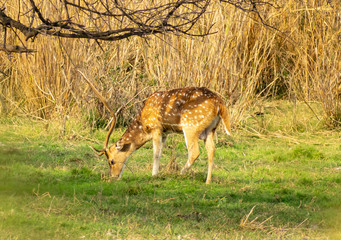 Barasingha or Swamp Deer, Bharatpur Bird Sanctuary