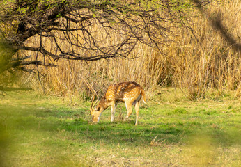 Barasingha or Swamp Deer, Bharatpur Bird Sanctuary