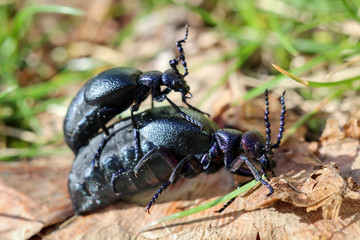 zwei schwarz blaue Ölkäfer