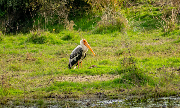 Painted Stork, Bharatpur Bird Sanctuary
