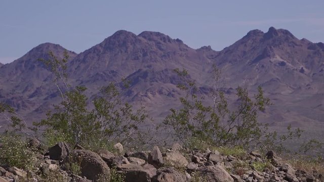 Desert Creosote Bushes In Front Of Mountain