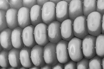 Makroaufnahme eines Maiskolben mit Körnern am Kolben in monochrom 