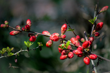 Fototapeta premium Makroaufnahme der Knospen einer japanischen roten Zierquitte vor dem Aufblühen der Blüten