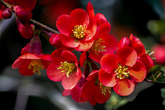 Makroaufnahme von Bl&uuml;ten der roten japanischen Zierquitte