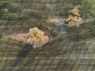 Amazing textures and shapes of plowed field furrows and trees seen from above. Countryside aerial...