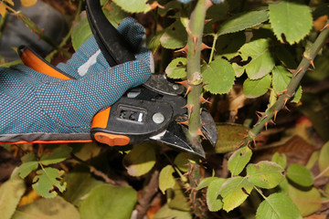 Gardener's hand pruning of a cultivar rose (Rosa sp.) with garden secateurs in the autumn rosary