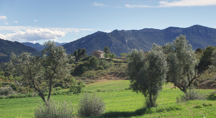 landscape in the mountains with olives trees