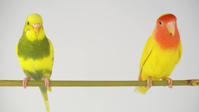 Two yellow parrots on a white background