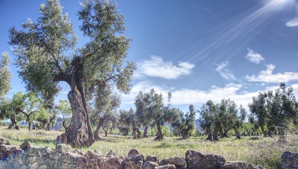 landscape of ancient olive