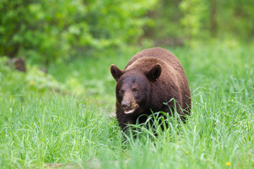 Obraz na płótnie Canvas Young Black Bear in Minnesota wilderness