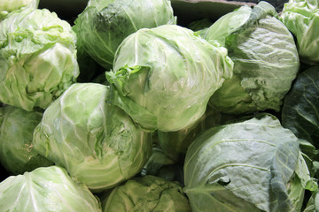 Fototapeta na wymiar head of cabbage