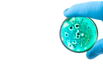 Doctor's hands holds Petri dish with blue bacteria on white background