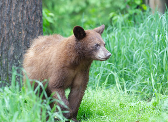 Young Black Bear in Minnesota wilderness