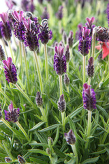 purple flowers in the garden