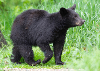 Obraz na płótnie Canvas Young Black Bear in Minnesota wilderness