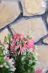 Fototapeta na wymiar pink flowers on the wall