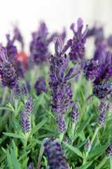 Obraz premium bunch of lavender on background