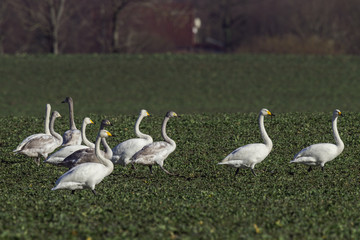 Whooper swans, Cygnus cygnus, in winter, germany