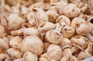Fototapeta premium background of mushrooms