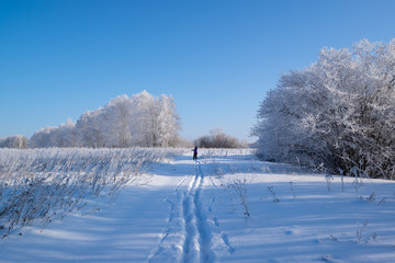 Beautiful russian winter frosty day  in the countryside  under blue sky with snowy fields and icy trees.