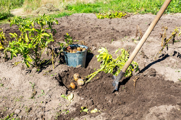 Potato harvest on the field