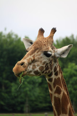 Amusing image of the head of a giraffe eating leaves