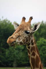 Amusing image of the head of a giraffe eating leaves