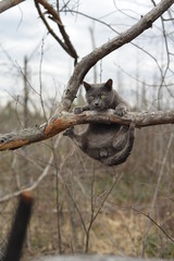 funny grey cat in the wood on a tree