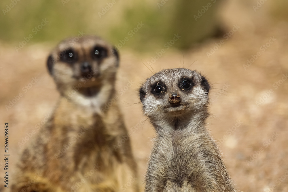 Wall mural meerkats