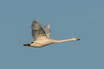Obraz premium flying whooper swan, Cygnus cygnus, in winter