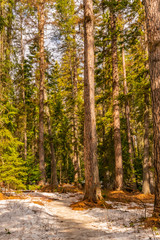 Snow covered trail through the forest