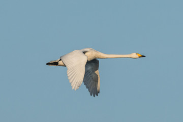 Fototapeta na wymiar flying whooper swan, Cygnus cygnus, in winter