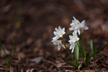 White spring flowers blooming