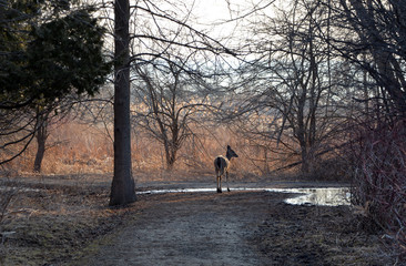 White Tail Deer