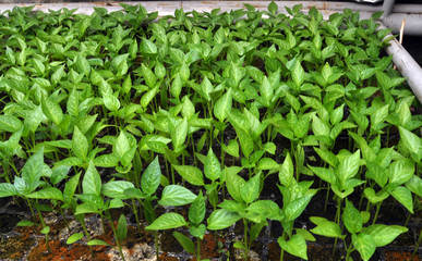 Growing sweet pepper seedlings in a greenhouse