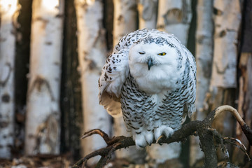 Winking snowy owl looking morose. Grumpy white owl (Bubo scandiacus), female, perching on a thick branch ruffled up in threatening pose.