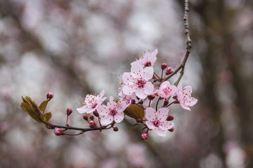 Branch of blooming cherry tree in spring garden. Beautiful pink flowers and buds on a thin twig with light blurred background