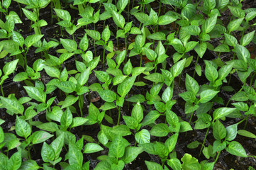 Growing sweet pepper seedlings in a greenhouse